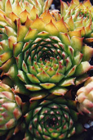 Sempervivum calcareum